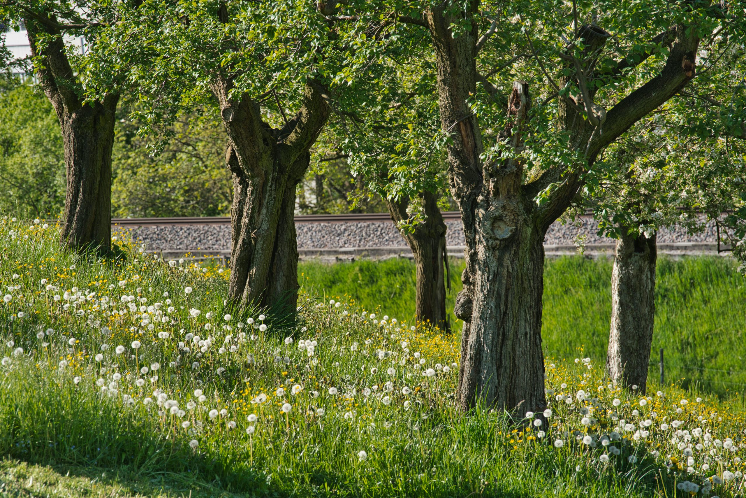 The 7 Best Things to Use on Sloping Gardens