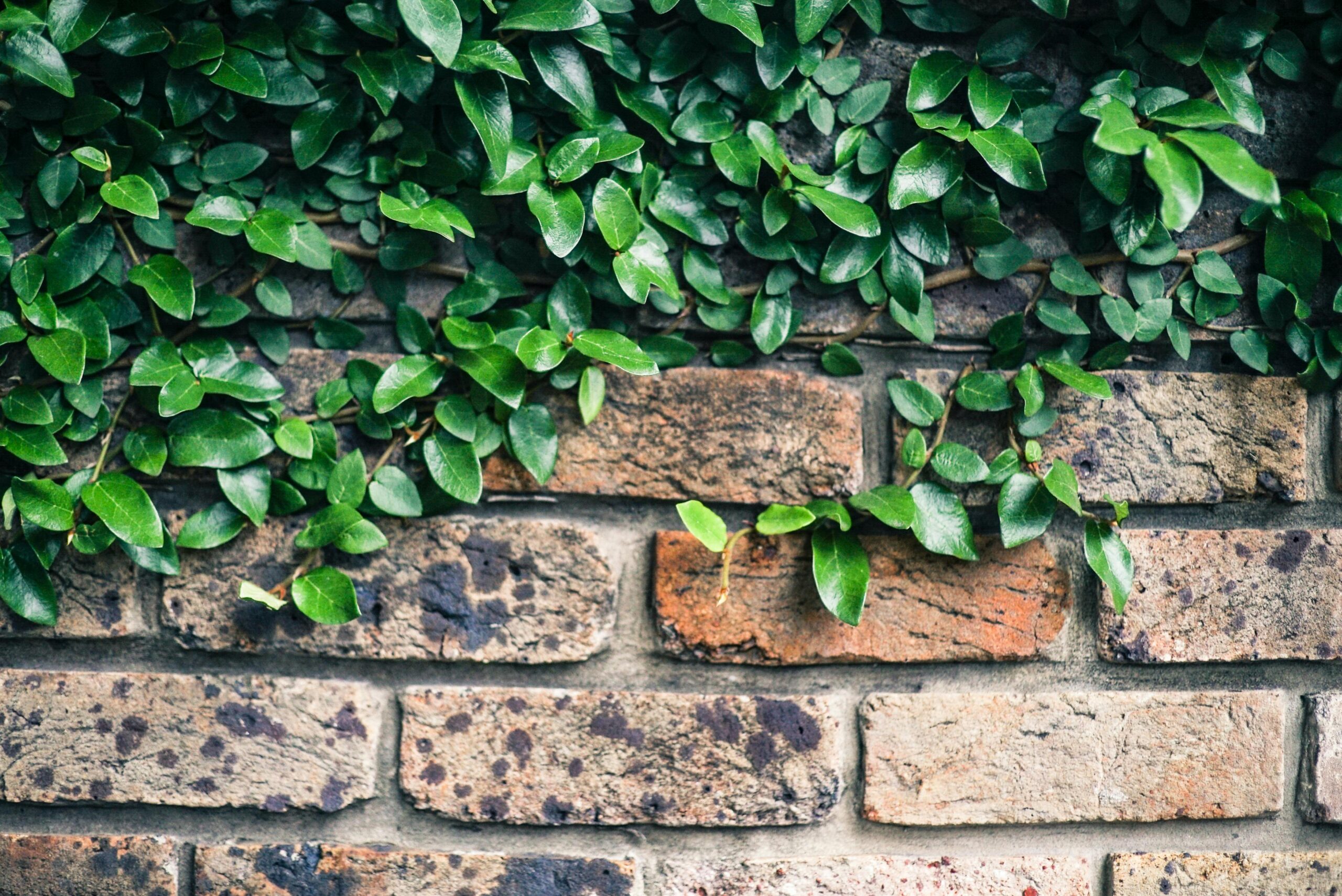 Natural Ideas for Covering a Garden Wall