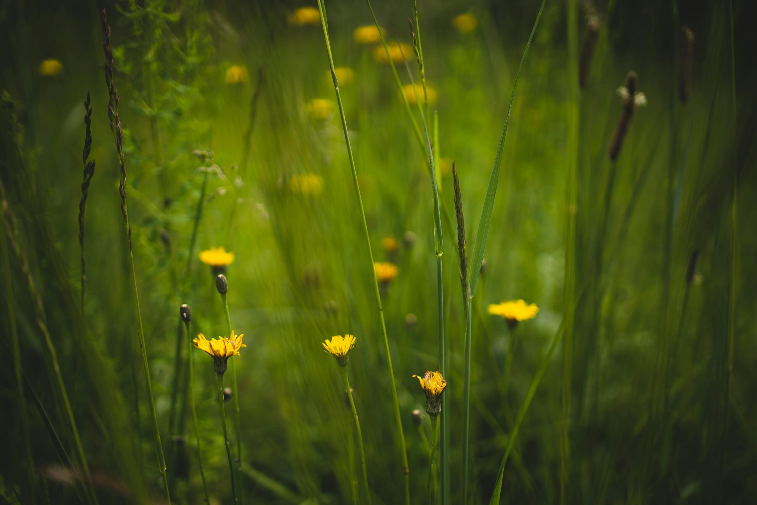 Rewilding Your London Garden: A Beginner’s Guide