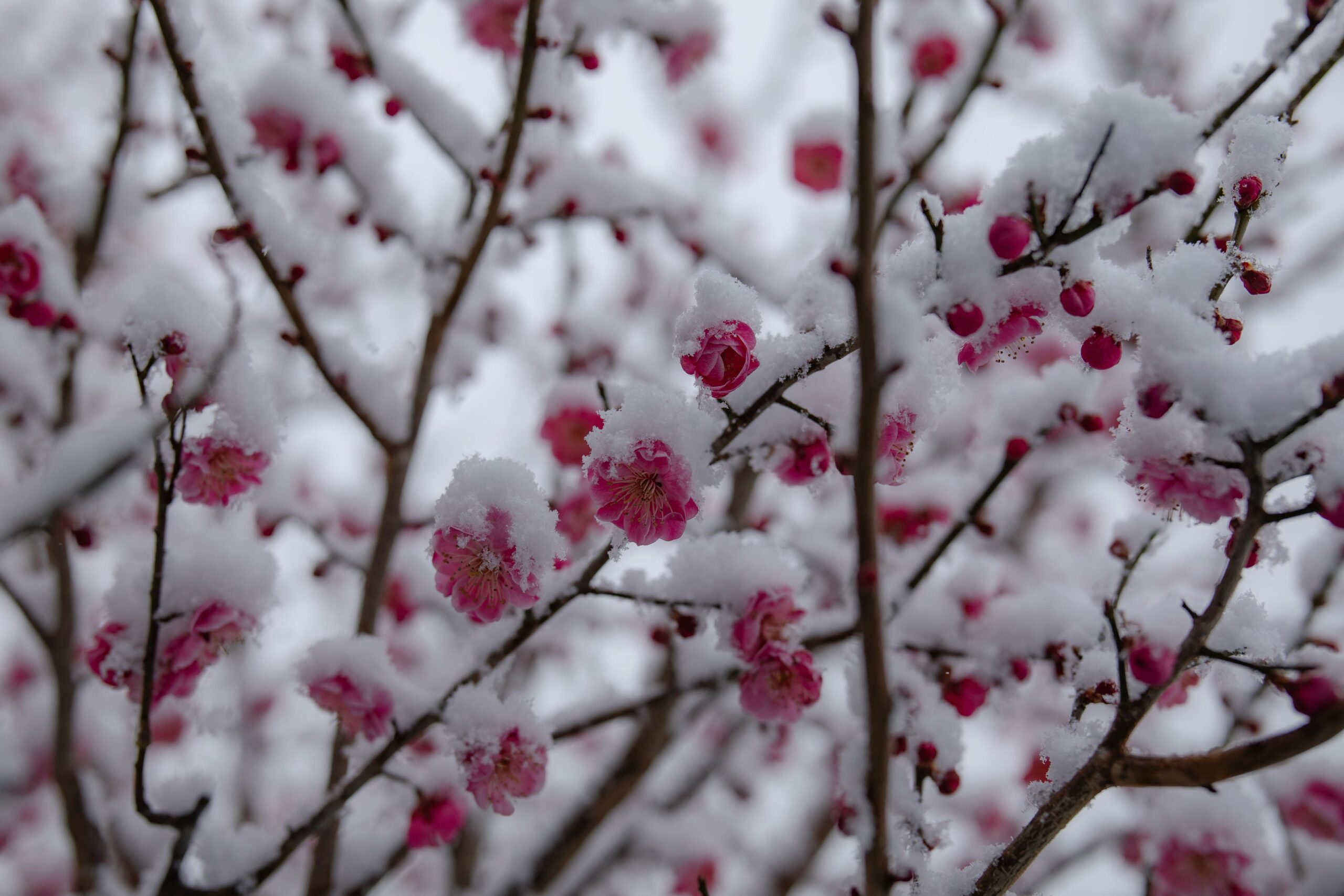 How To Design Gardens That Look Good in Winter