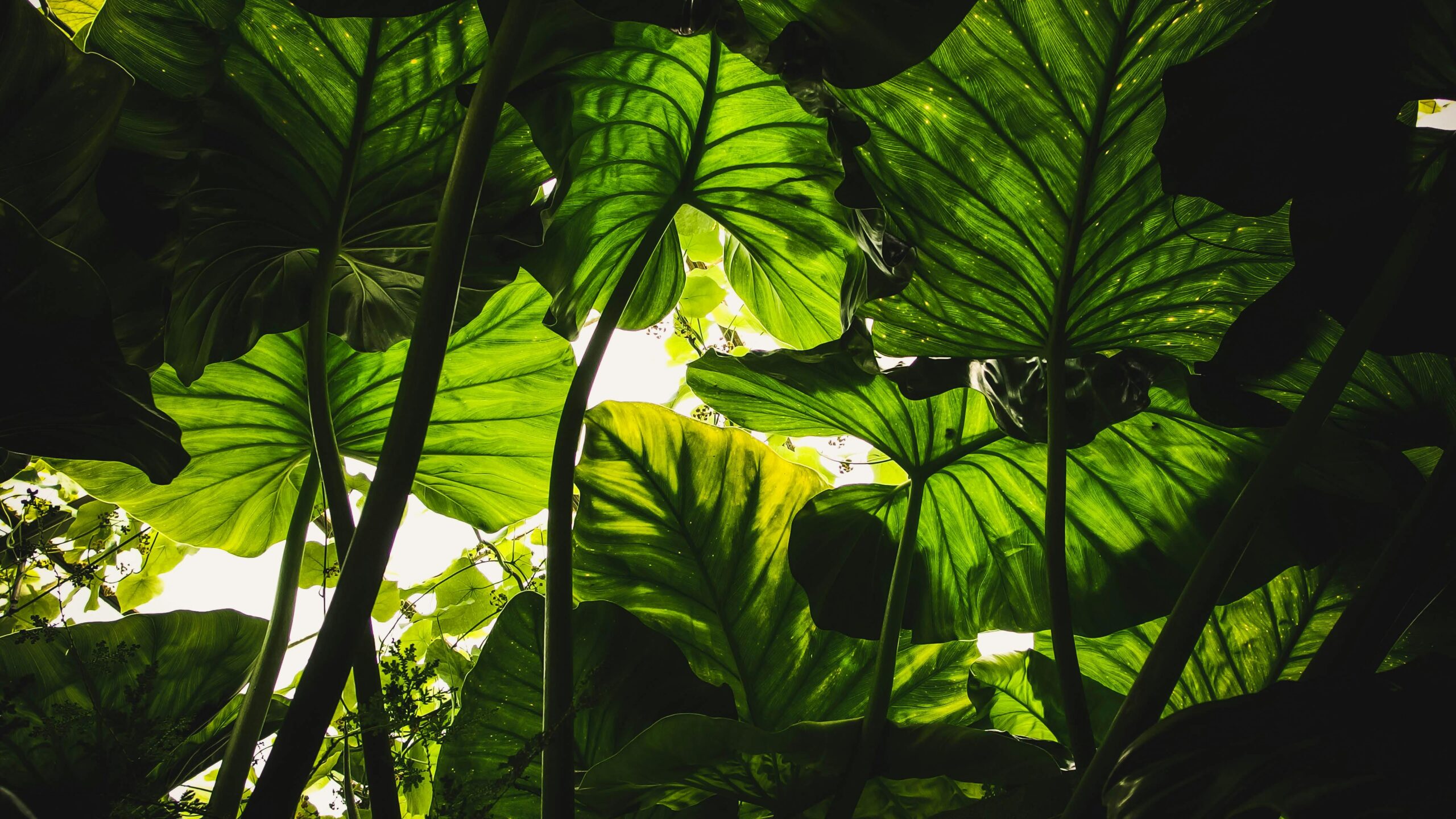 Natural Garden Canopy Ideas for Your London Garden
